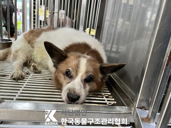 종료(반환) 믹스견…